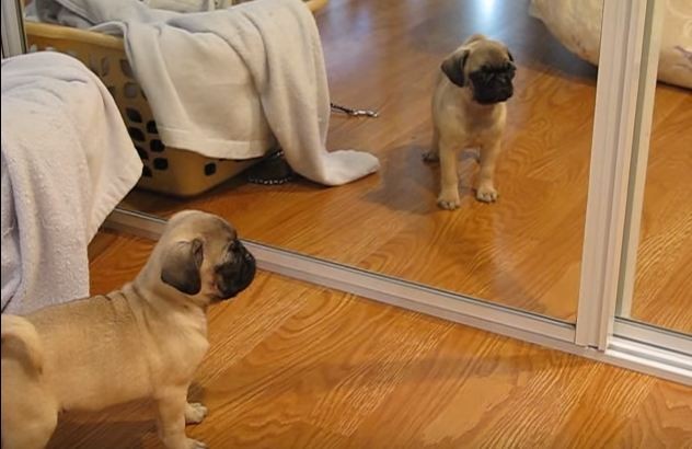 Pug seeing herself in the mirror
