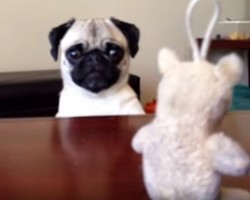 (VIDEO) He Just Wants to Reach His Squeaky Toy. How He Goes About Doing it – So Funny!