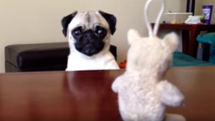 Pug wants his toy