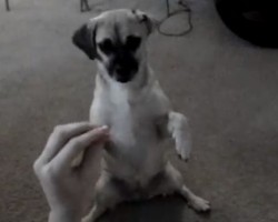 (VIDEO) This Puggle Sure Has a Lot of Tricks Up His Paw — Watch to See What He Can Do! Impressive!