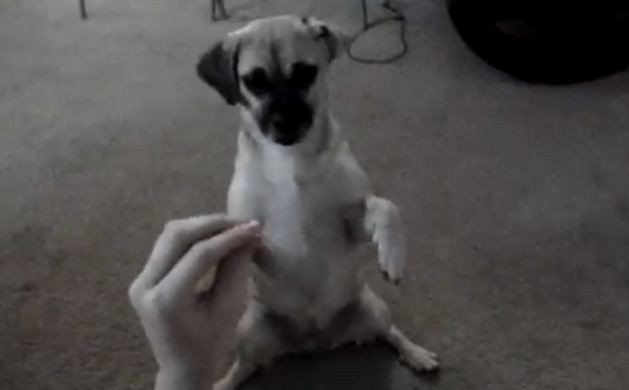 Puggle doing tricks