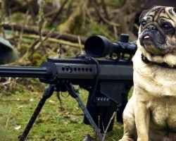 (VIDEO) This Sniper Pug is a Total Maverick – He’s My Hero!