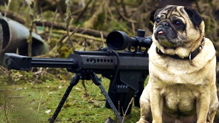 Pugsly the sniper pug