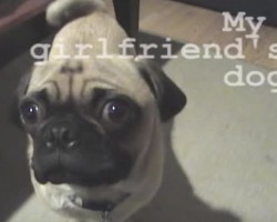 (VIDEO) This Man’s Girlfriend Did a Prank With His Dog. How He Responds With His Girlfriend’s Pug Will Shock You!