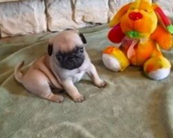 (VIDEO) Little Pug Puppy Playing With Her Stuffed Doggy Toy Will Make Your Day