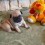 (VIDEO) Little Pug Puppy Playing With Her Stuffed Doggy Toy Will Make Your Day