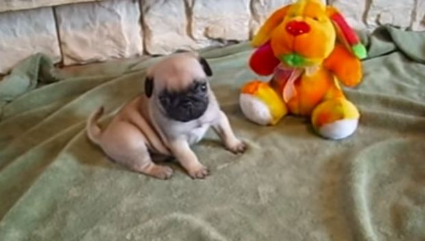 Selena the pug puppy and stuffed toy