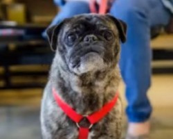 (VIDEO) Sir Lancelot the Pug’s Rescue Story Will Touch Your Heart