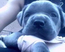 (VIDEO) Breeder Was Going To Throw Out a Mastiff Puppy With a Serious Condition. Then THIS Happens.