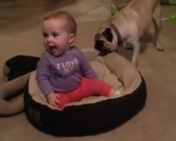 (VIDEO) This Pug Says “No, No, No” to a Baby Sitting on His Bed!