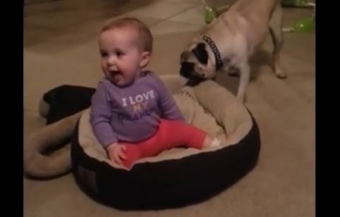 baby sitting in dog bed