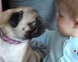 (VIDEO) When This Baby and Pug’s Parents Put on an Adele Song… You’ll Never Guess How the Two Respond!