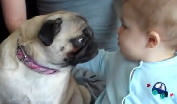 Baby and Pug