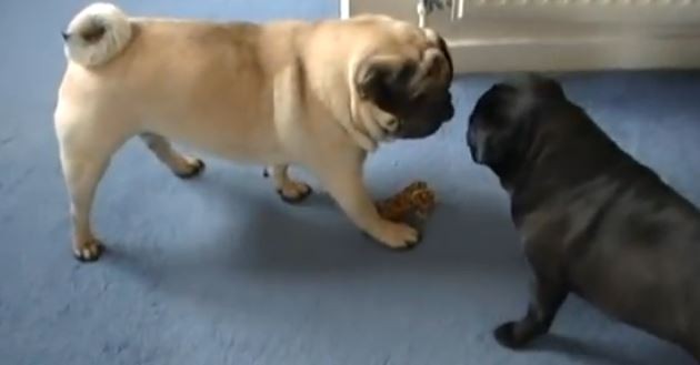 Blond vs Black Pug