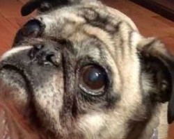 Therapy Pugs Bring Love and Peace to Offenders at a Youth Development Center – This is Remarkable!