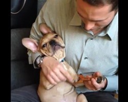 (VIDEO) Frenchie is Sitting on His Dad’s Lap Holding Something Special. What His Dad Has Him Play? I Still Can’t Stop Smiling!