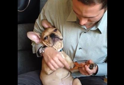 Frenchie playing instrument