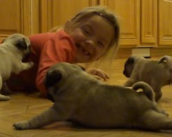 (VIDEO) If You Think You’ve Seen Adorable Puppies, Just Wait Until You See These Pug Babies – I’m Melting!