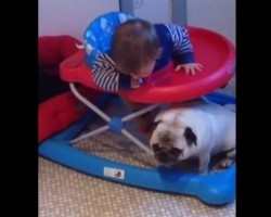 (VIDEO) Conversation Between Baby and Pug Will Have You Smiling From Ear to Ear!