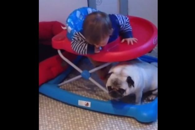 baby and pug