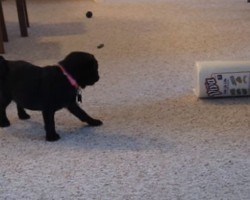 (VIDEO) Pug Puppy Encounters a Paper Towel. You Won’t Believe What She Does Next!