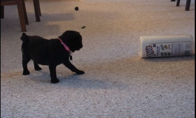 baby pug vs papertowel