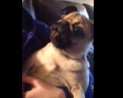 (VIDEO) Pug Hears the Doorbell Ring. How He Reacts to a Potential Intruder? So Funny!