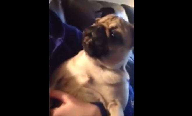 barking and screaming pug