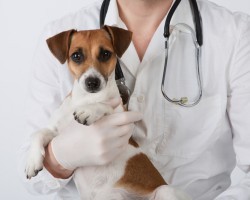 Check Out the Pros and Cons of Giving Your Doggy Probiotics BEFORE Administering Them