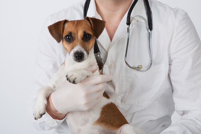 dog at the vet's office