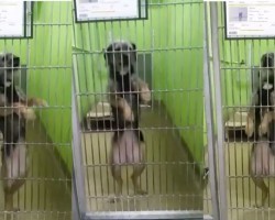 (VIDEO) When a Puppy Wants a Forever Home, You’ll Never Guess What She Does to Get People’s Attention!