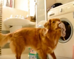 (VIDEO) Most Dogs Play Fetch – This Helpful Doggy Loves Doing Laundry!