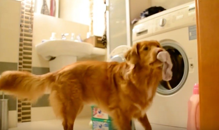 dog laundry