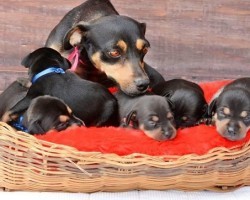 This Proud Dog Mom Had a Maternity Photoshoot. Now Look at Her and Her New Puppies!