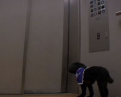 (VIDEO) This Dog Runs Around and Rides Elevators in the Hospital on Her Own. The Reason Why Will Make You Cry.