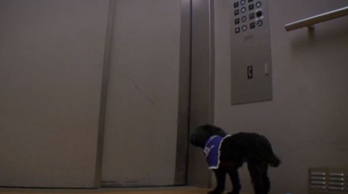 dog rides elevators