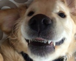 This Doggy with Braces Takes us Back to When We Were a Teen