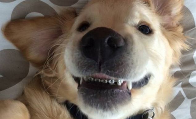 doggy wearing braces