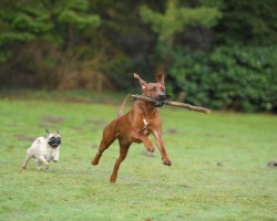 15 Things That You’re Doing Wrong at Dog Parks That You Need to Fix Immediately