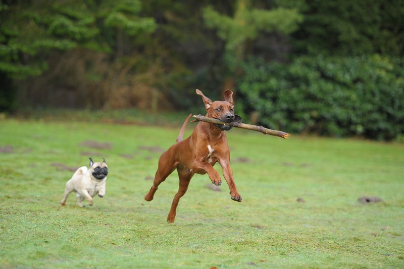 dogs playing outside