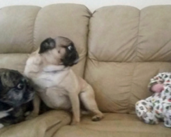 8 Dogs That Think the World’s a Very Confusing Place