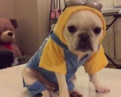 (VIDEO) Cute French Bulldog Modeling ‘Minion’ Outfit Will Make Your Day!