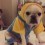 (VIDEO) Cute French Bulldog Modeling ‘Minion’ Outfit Will Make Your Day!