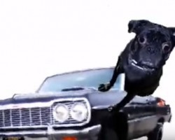 (VIDEO) When You Push Play on This Pug Morphing Remix… You Won’t be Able to Believe Your Eyes! SO Entertaining!