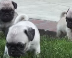 (VIDEO) These Pug Puppies Are Guaranteed to Make You Smile