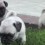 (VIDEO) These Pug Puppies Are Guaranteed to Make You Smile