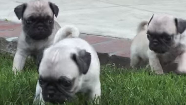 newborn pugs