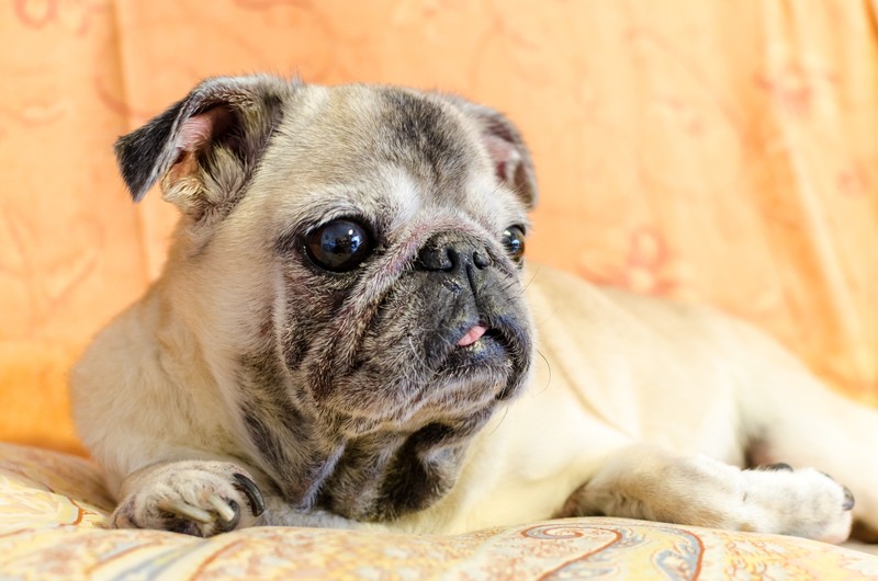 old elderly pug