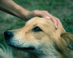 This Study Reveals Intriguing Information as to Where a Dog Does and Doesn’t Like to be Pet