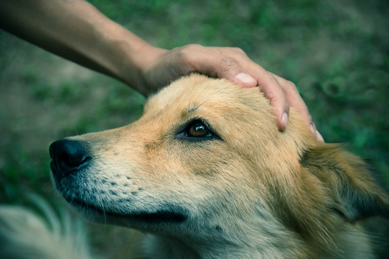 petting a dog